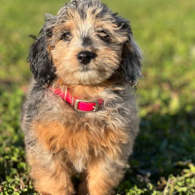Fefe - Toy Poodle Female