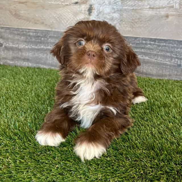 Saul - Shih Tzu Male