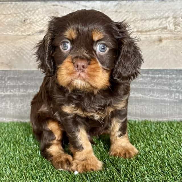 Wes - Cavalier King Charles Spaniel Male