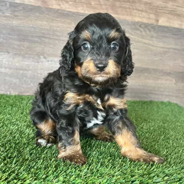 Duke - Cavapoo Male