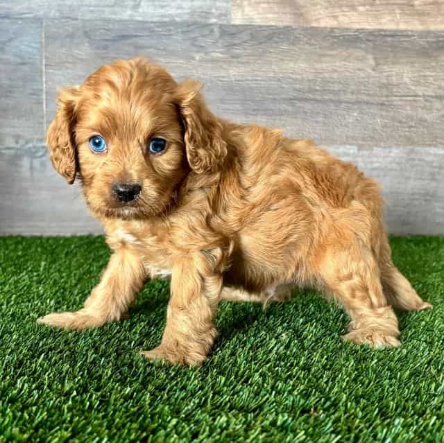 Dante - Cavapoo Male
