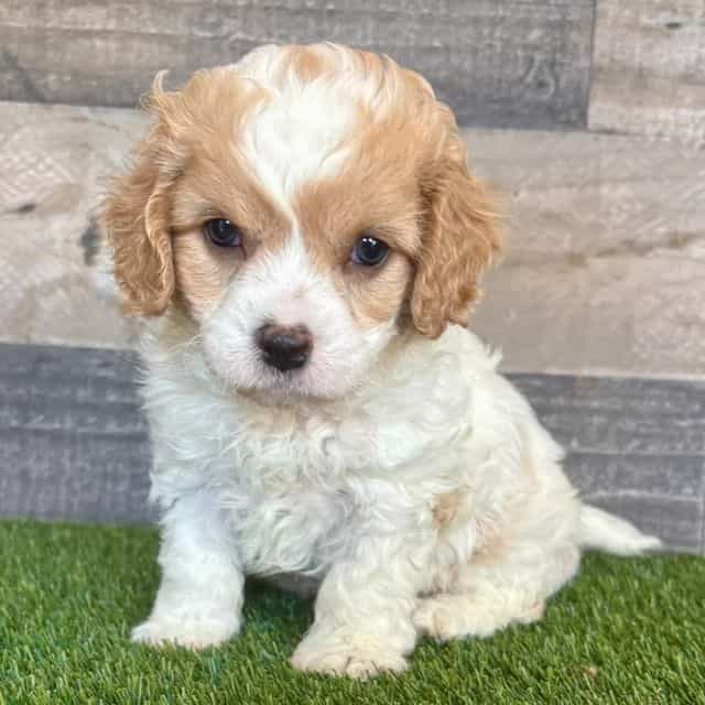 Carter - Cavapoo Male