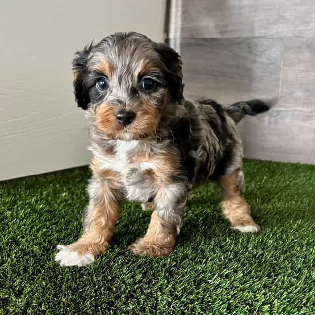 Diego - Cavapoo Male