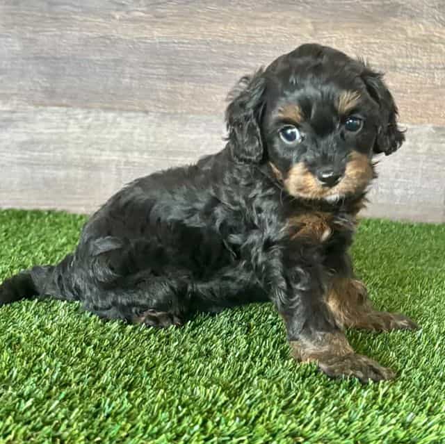 Dean - Cavapoo Male
