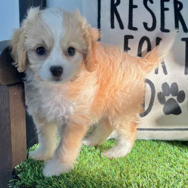Claire - Cavapoo Female