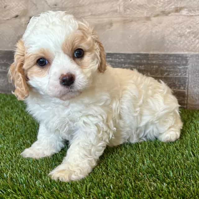 Chloe - Cavapoo Female