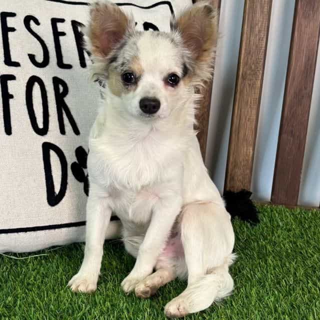 Luka - Chihuahua Male