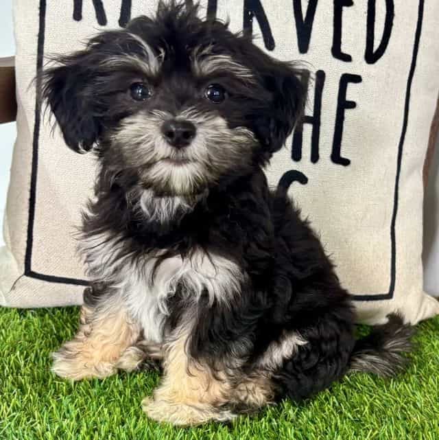Hope - Havanese Female