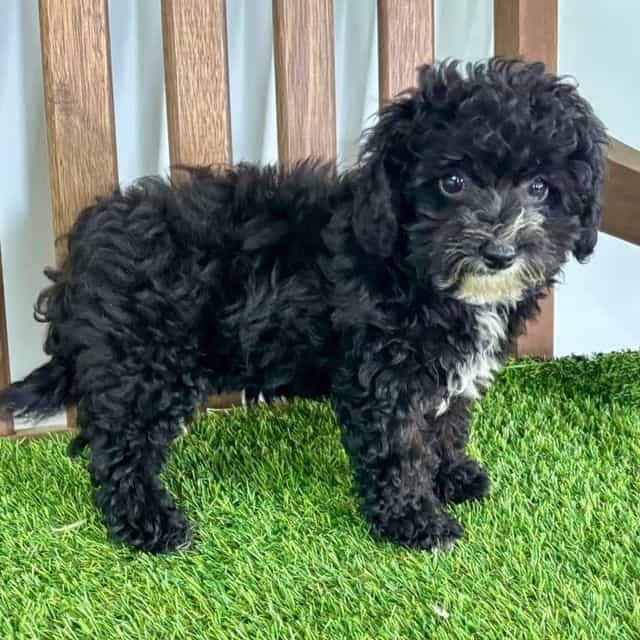 Iris - Havapoo Female