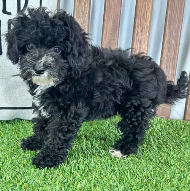 Iris - Havapoo Female