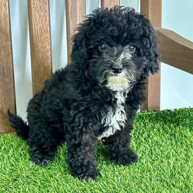 Iris - Havapoo Female