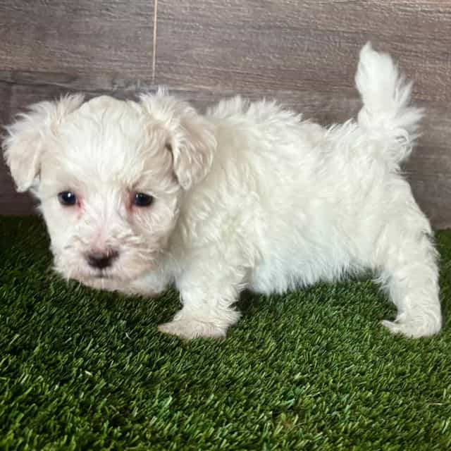 Major - Maltipoo Male