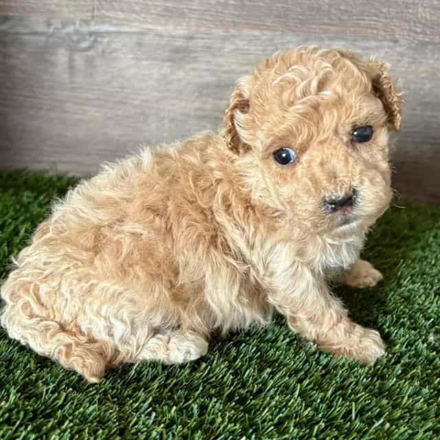 Misty - Maltipoo Female