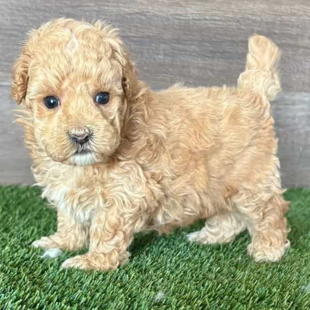 Mighty - Maltipoo Male