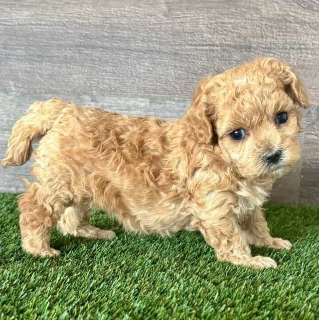 Meg - Maltipoo Female
