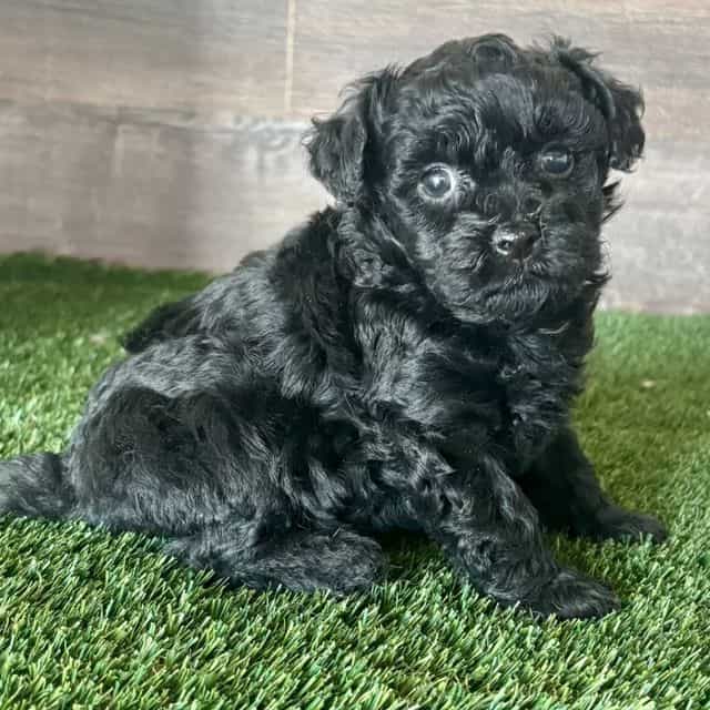 Mira - Maltipoo Female