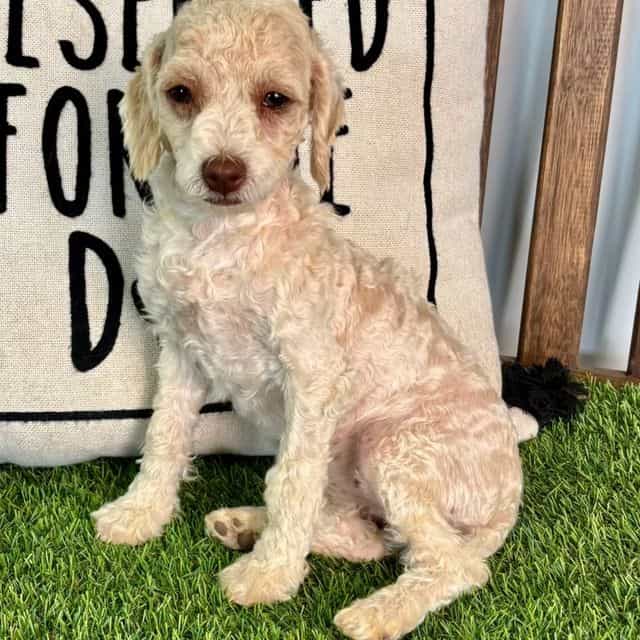 Tara - Toy Poodle Female