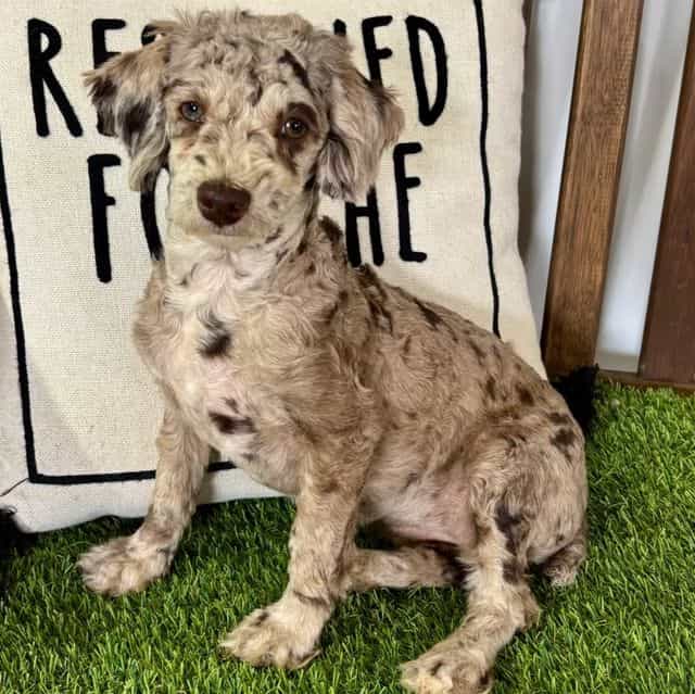 Tinsley - Toy Poodle Female