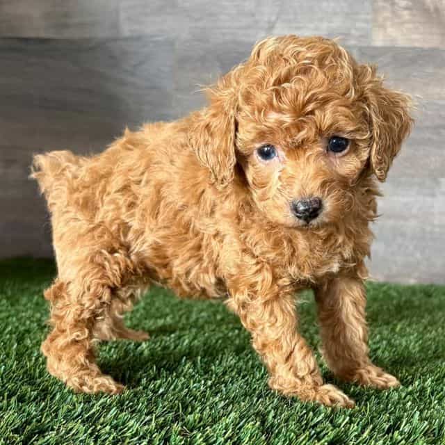 Trixie - Toy Poodle Female