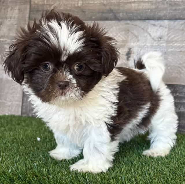 Sasha - Shih Tzu Female
