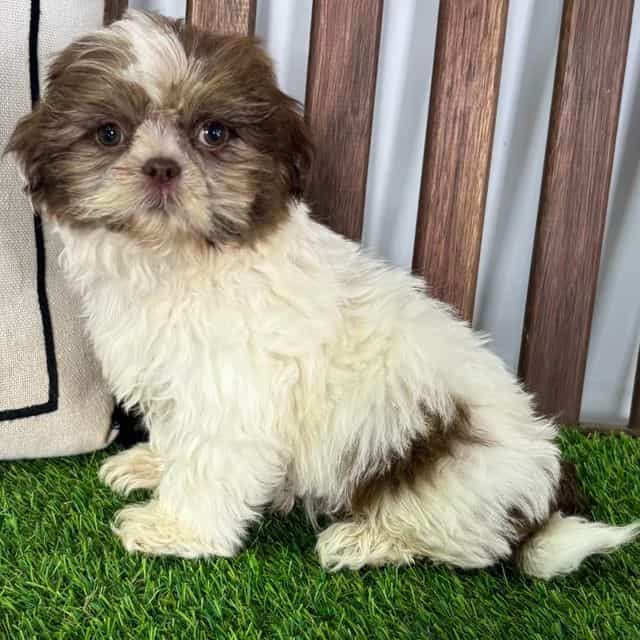 Sam - Shih Tzu Male
