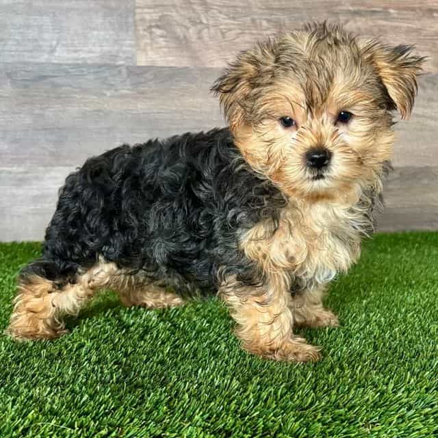 Yao - Yorkshire Terrier Male