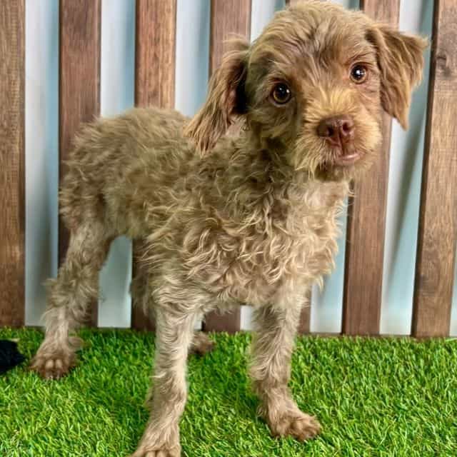 Perry - Yorkipoo Male