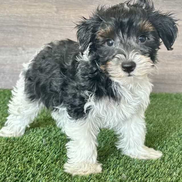 Grace - Yorkipoo Female