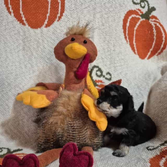 Licorice  - Maltipoo Female