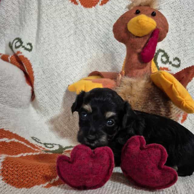 Cocoa - Maltipoo Female