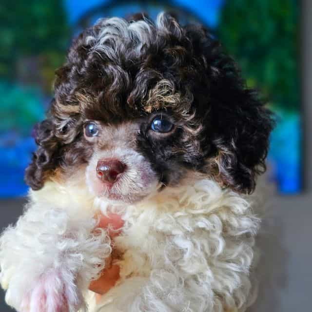 Thor. JR - Toy Poodle Male
