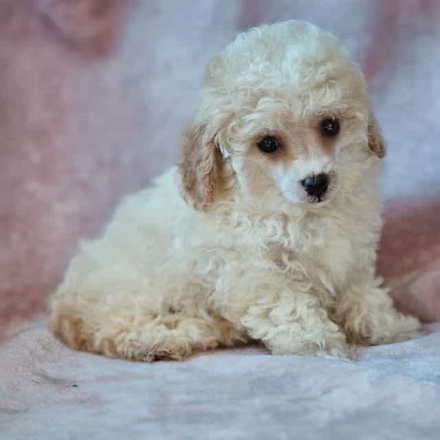 Star - Toy Poodle Female