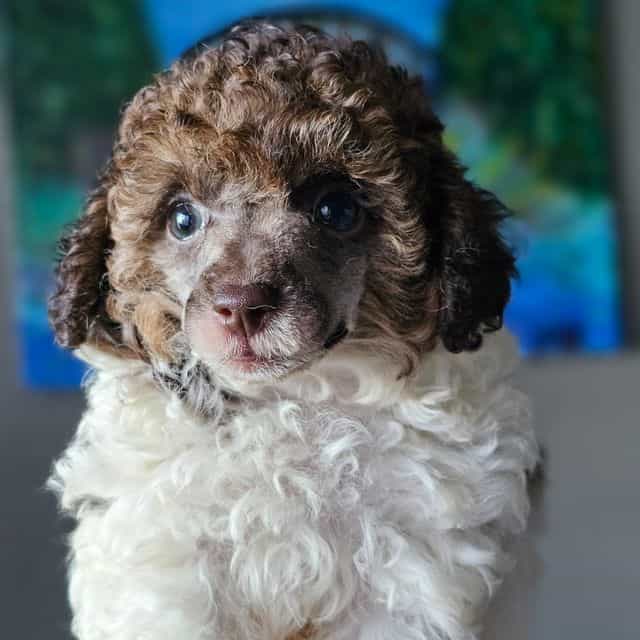 Trundle - Toy Poodle Male