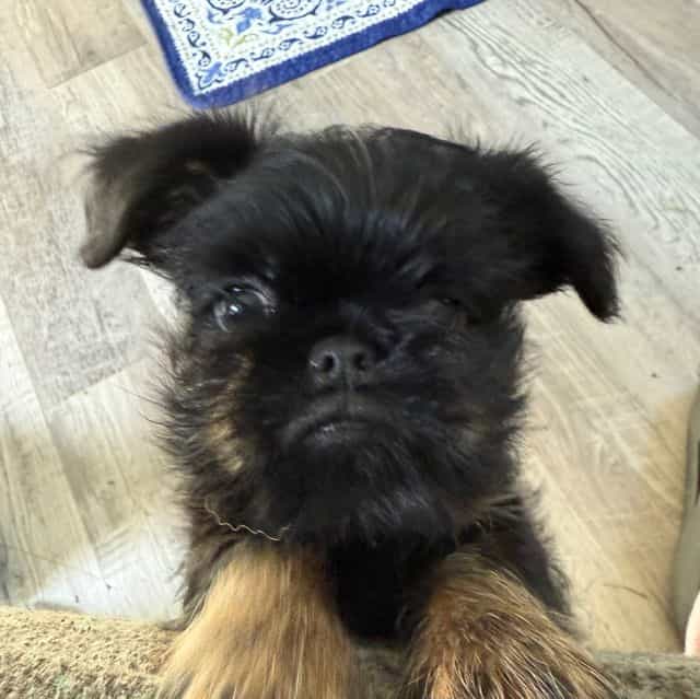 Sutton - Brussels Griffon Male
