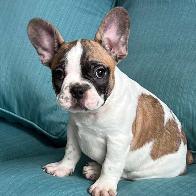 Sprinkle  - French Bulldog Male