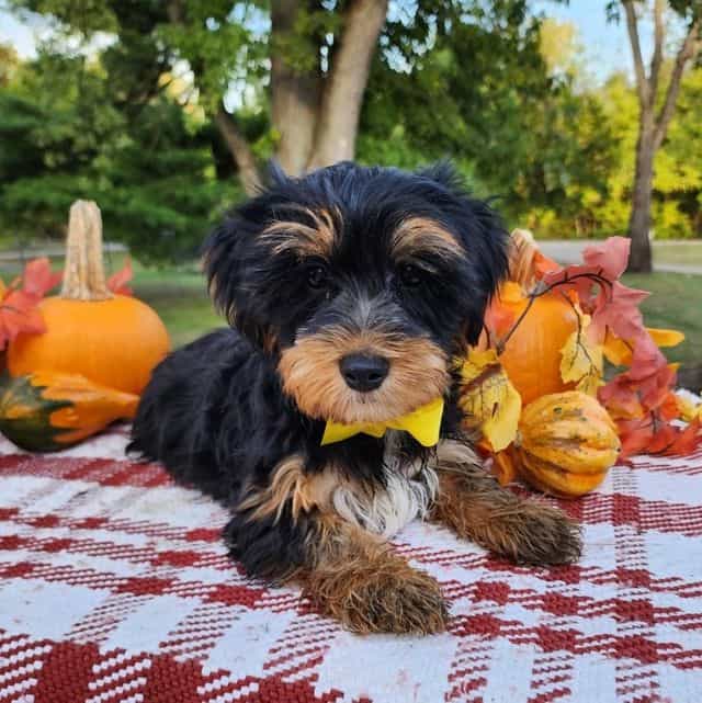 Baxter - Yorkshire Terrier Male