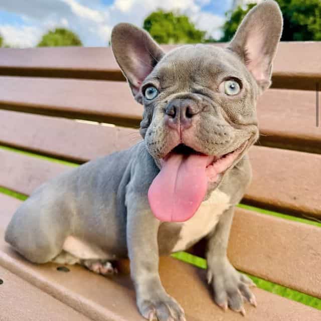 Lulu - French Bulldog Female