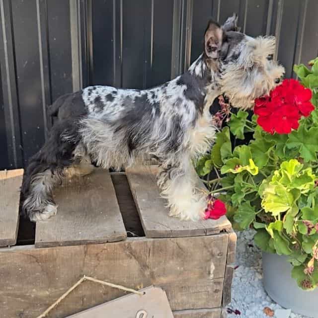 Merlin - Miniature Schnauzer Male