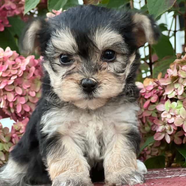 Leah - Morkie Female