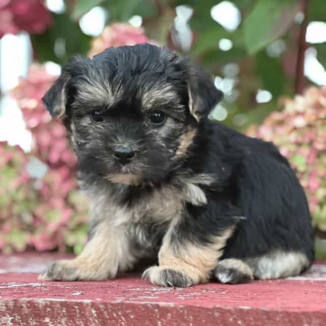 Lauren - Morkie Female