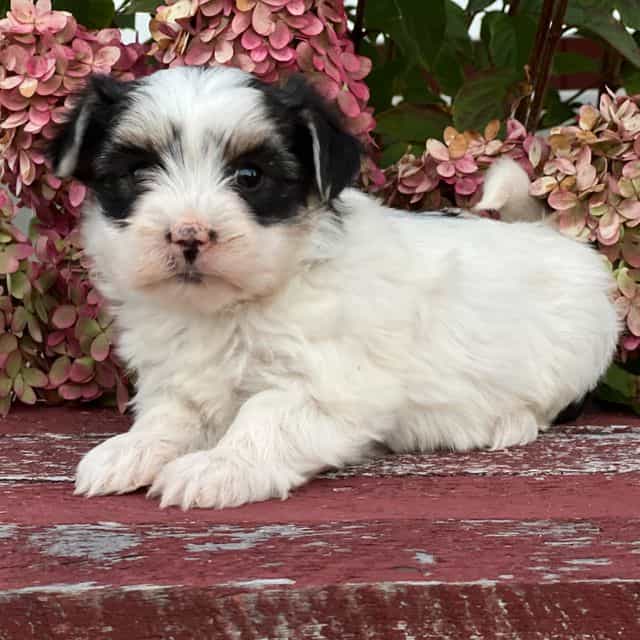 Lizzie - Morkie Female