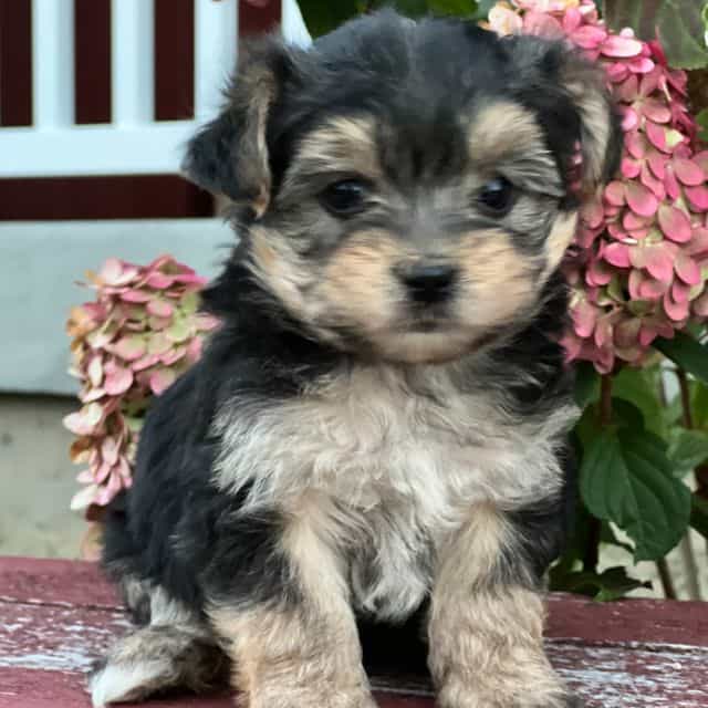 Liam - Morkie Male
