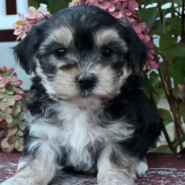 Lemuel - Morkie Male