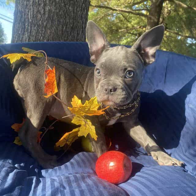 Sulfer - French Bulldog Male