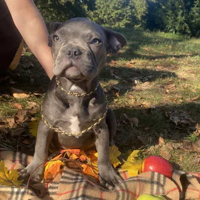 Nathan - French Bulldog Male