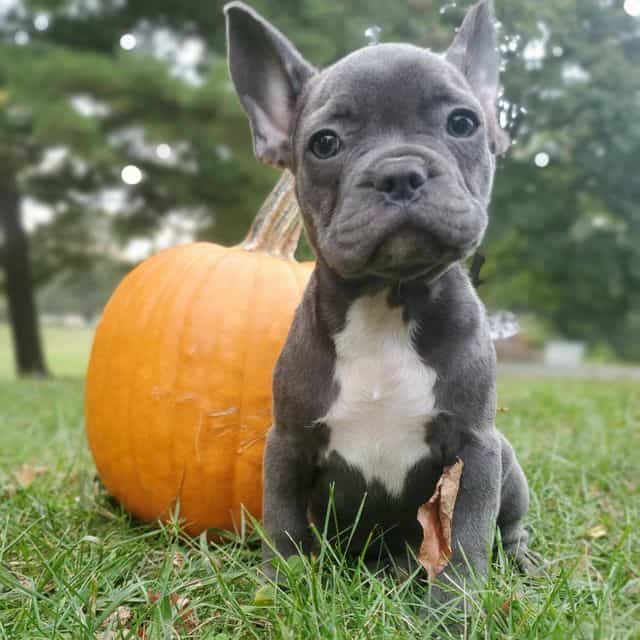 Blue Boy - French Bulldog Male