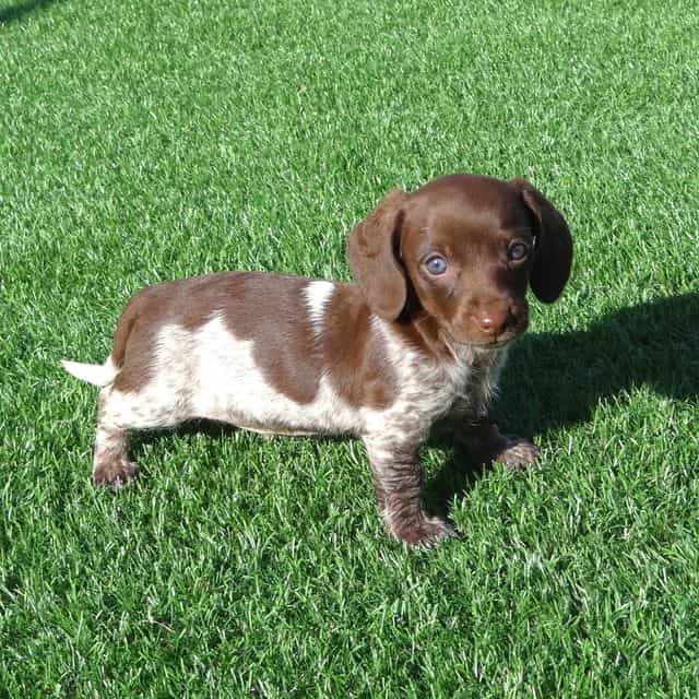 Pixie - Dachshund Female