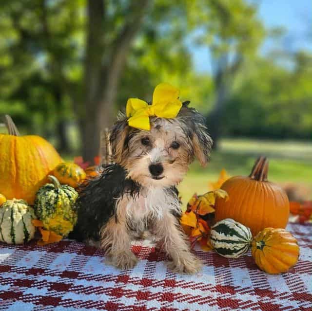 Dyna - Yorkshire Terrier Female