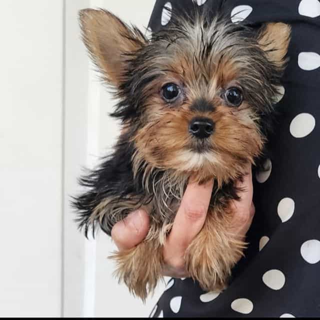 Tiny Milo - Yorkshire Terrier Male