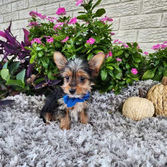 Little Binx - Yorkshire Terrier Male